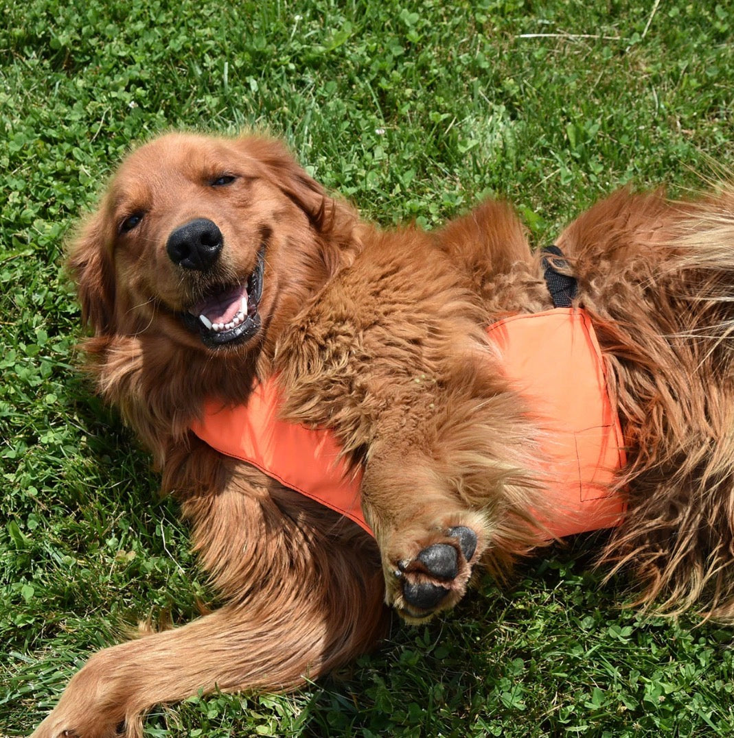 Dog Chest Protector Vest